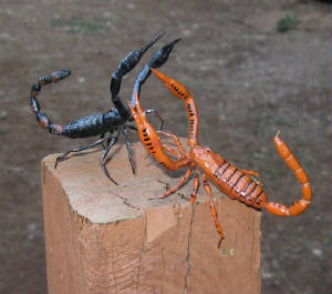 scorpions.JPG